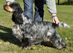 Blue Roan & Tan - Foto: Marie Lor