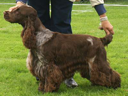 Liver Roan - Foto: Sten Bergquist