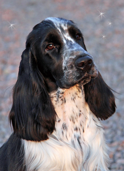 Välkomna till Westdreams Kennel!