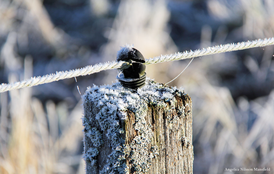 Frostig vinterpromenad