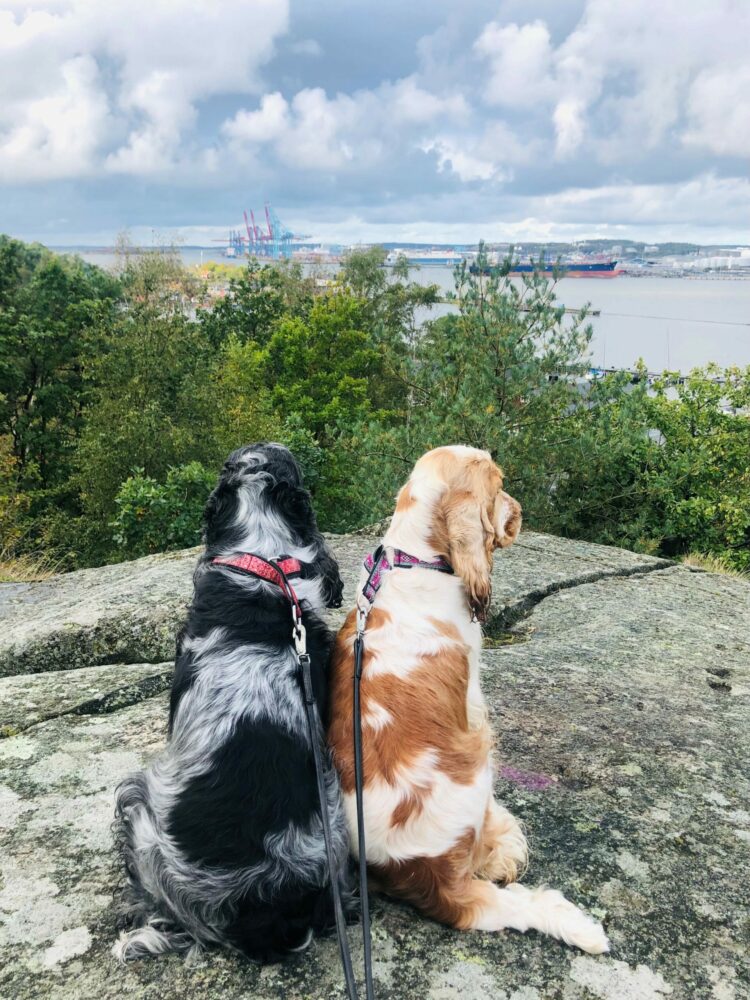 Izzi & Lottie Ögonlysta